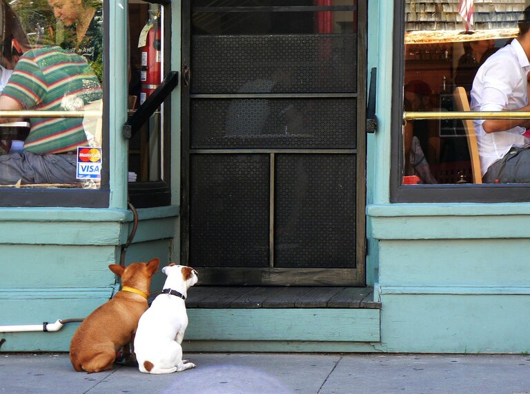 Quels restaurants acceptent les animaux en Belgique ? 